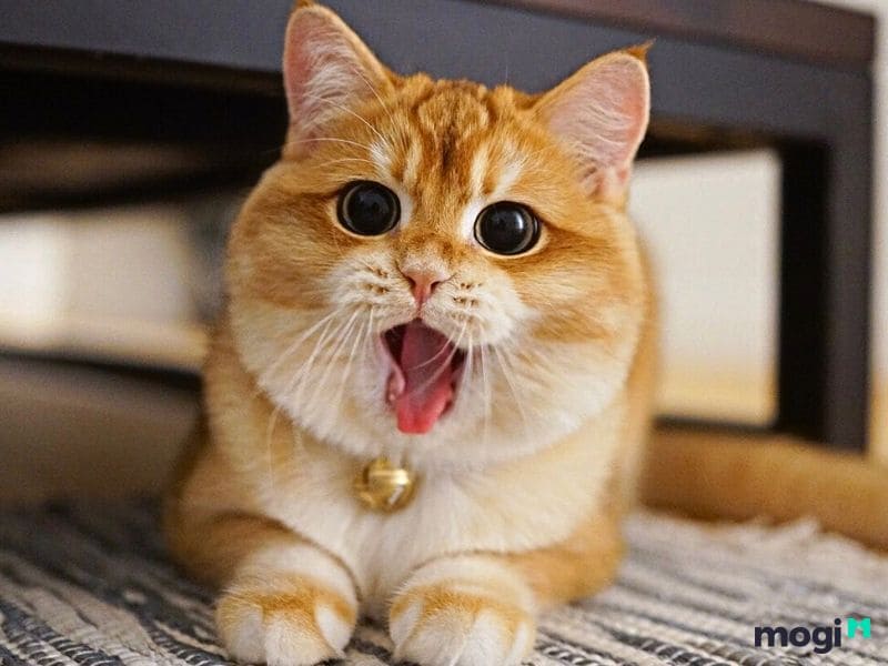 Lưới An Toàn Chống Mèo Là Thiết Kế Chống Rơi Dành Riêng Cho Mèo